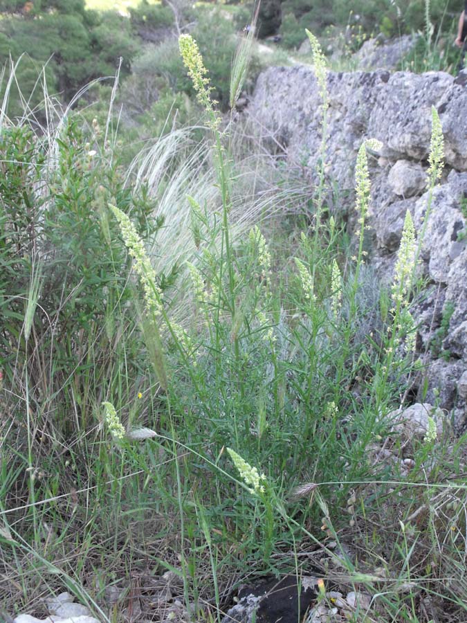Confronto tra due Reseda: R. lutea e R. alba